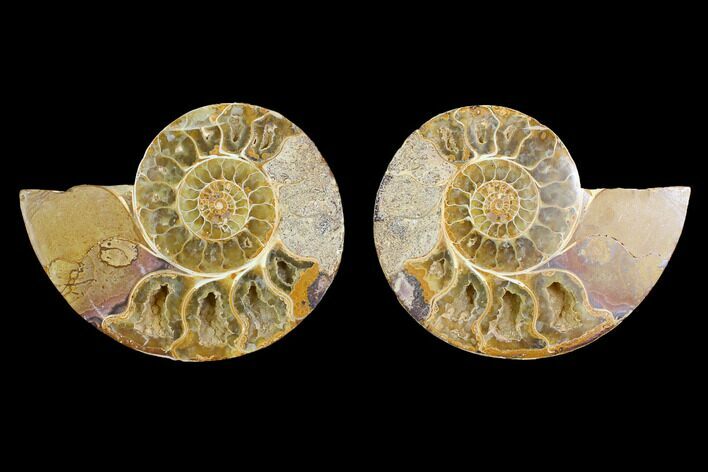 4.4" Cut & Polished Agatized Ammonite Fossil (Pair)- Jurassic